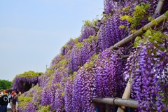 鳥羽の藤（１）