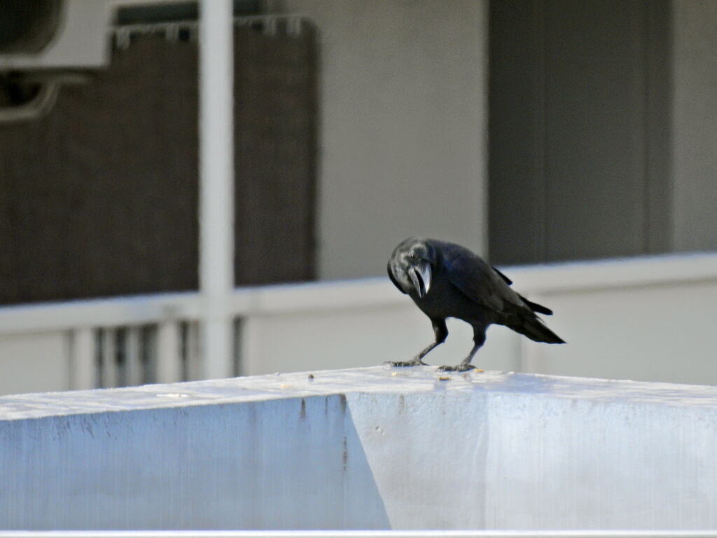 か～～