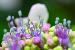 雨上がり④