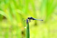 花菖蒲園の蜻蛉④