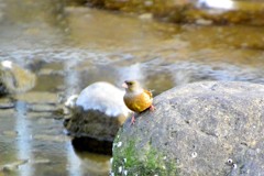 カワラヒワ①