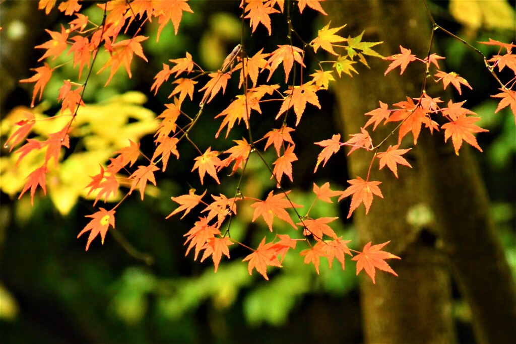 雨の日の紅葉⑥