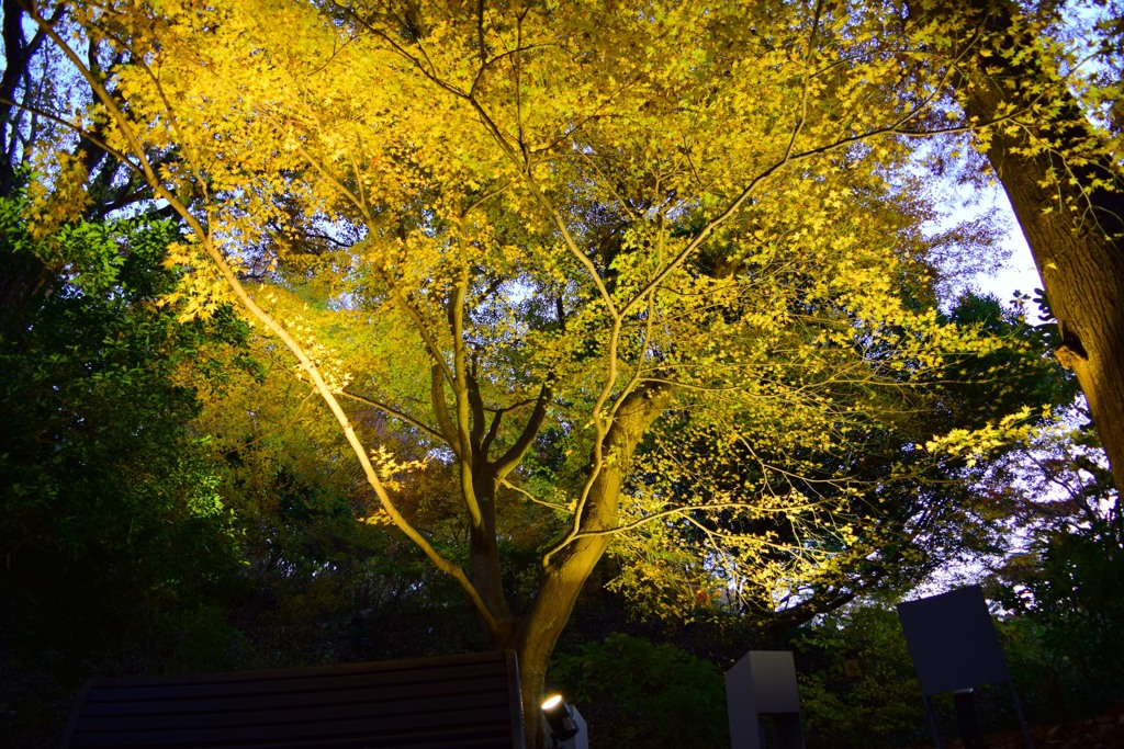 森林植物園⑤