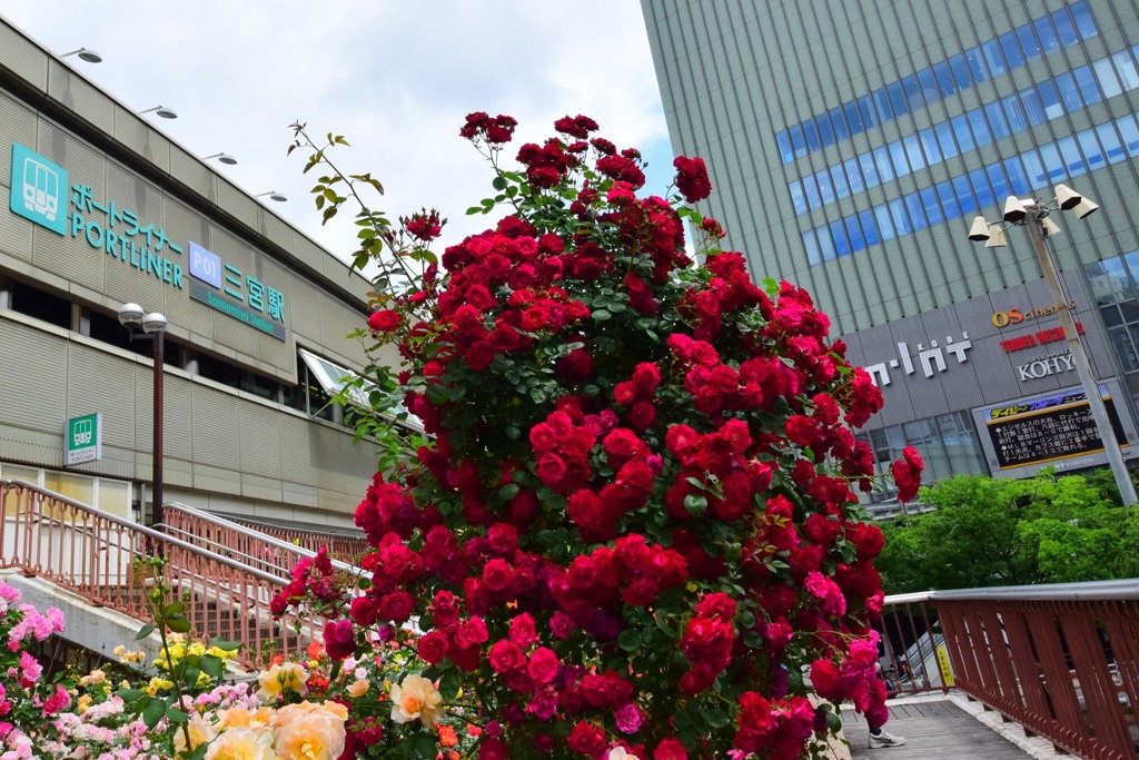 駅前花壇⑤