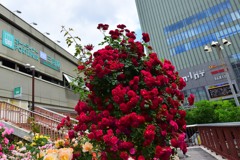 駅前花壇⑤