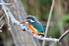 カワセミ・73