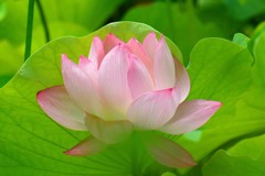 盛夏⑬