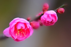 八重寒紅①