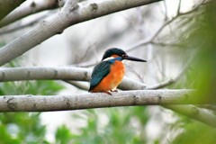 カワセミ・51