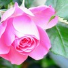 薔薇②