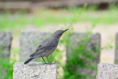 藤見物④