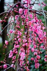 藤牡丹しだれ②