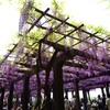 鳥羽の藤（５）