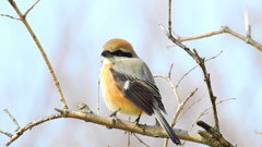百舌鳥①