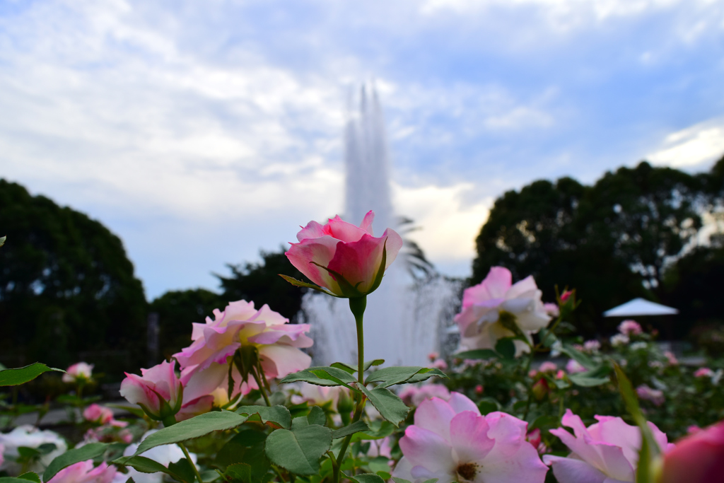 離宮公園・秋薔薇②