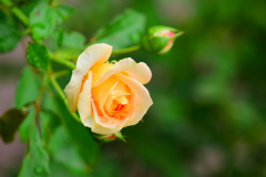 雨の日の秋薔薇⑥