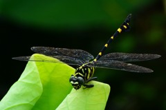 タイワンウチワヤンマ⑮
