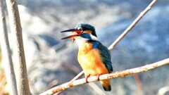 カワセミ・117