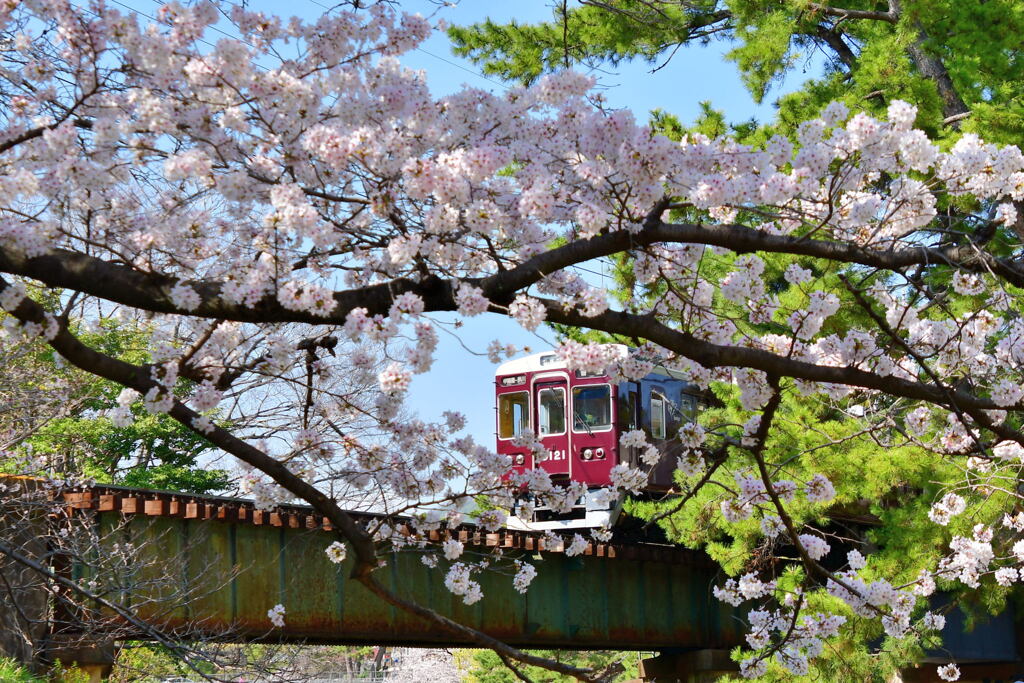 夙川公園の桜⑧