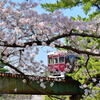 夙川公園の桜⑧