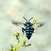 Blue Bee③