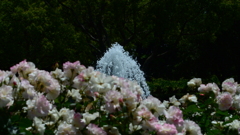 Rose Festival ④