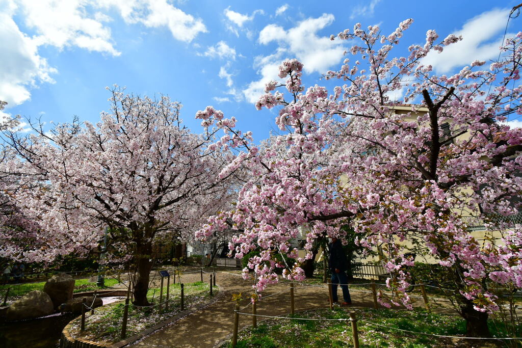 岡本南公園・ササベザクラ③