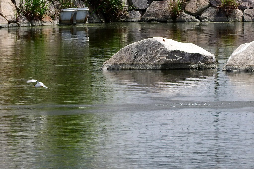 公園のコアジサシ⑦