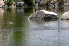 公園のコアジサシ⑦