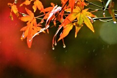 雨の日の紅葉①