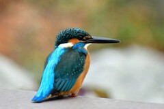 カワセミ・48