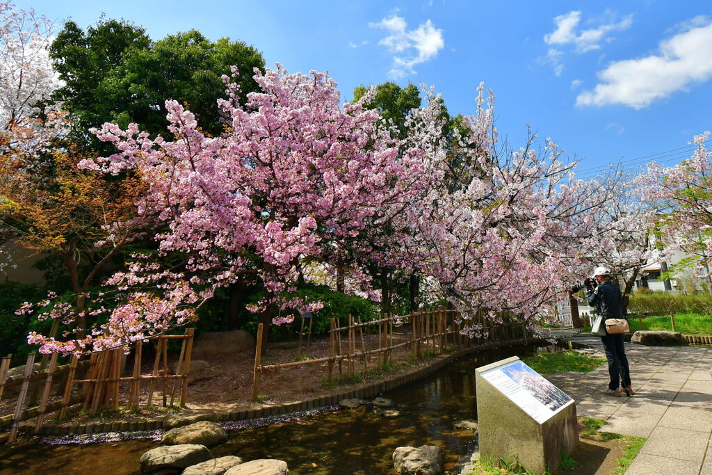 岡本南公園・ササベザクラ⑥