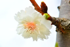 十月桜②