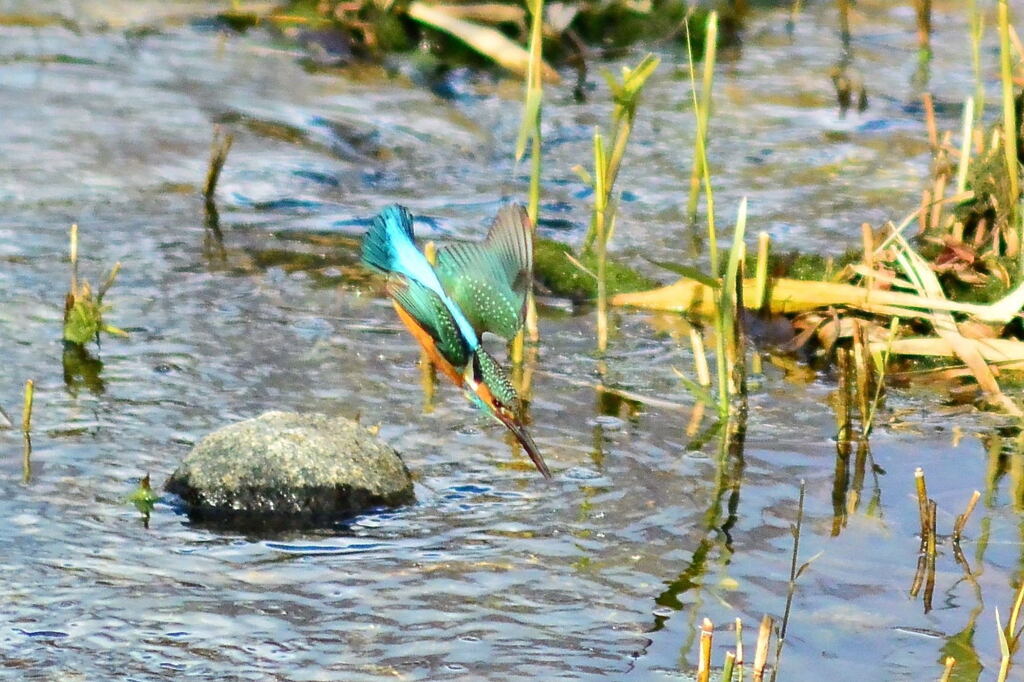 カワセミ・124