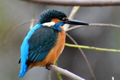 カワセミ・49
