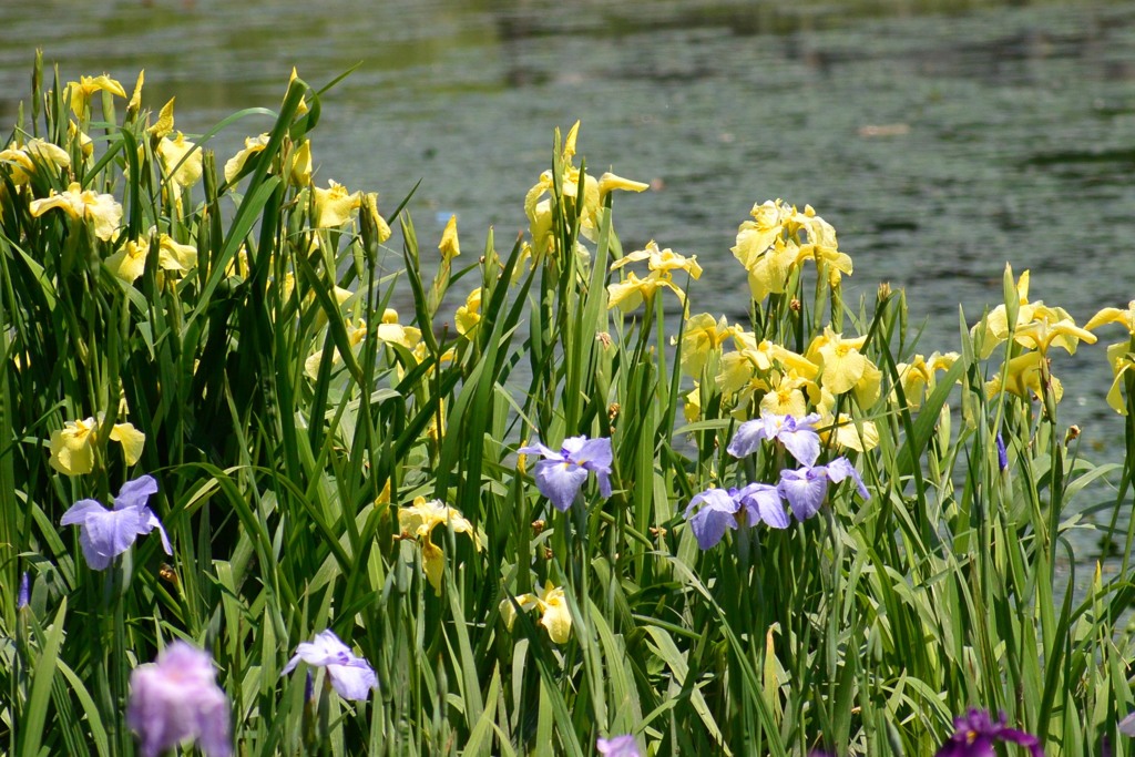 白鷺公園⑪