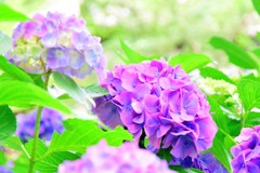 矢田寺・紫陽花⑤