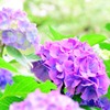 矢田寺・紫陽花⑤