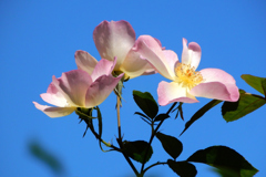 ハーブ園・秋薔薇①