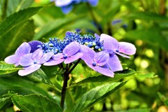 紫陽花・森林植物園⑩