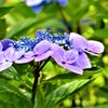 紫陽花・森林植物園⑩