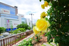 駅前花壇②