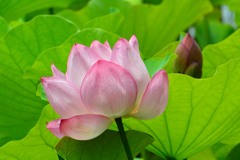 盛夏⑭