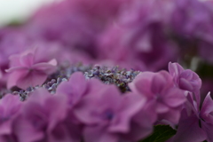 雨待ち紫陽花⑤