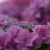 雨待ち紫陽花⑤