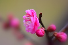 八重寒紅②