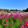 淡路島・国営明石海峡公園⑤