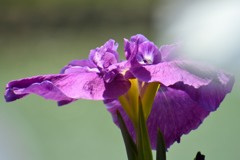 白鷺公園⑦