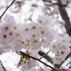 春①