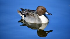 オナガガモ①